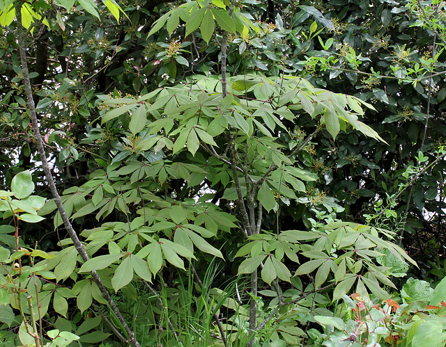 Aesculus parviflora