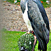 Grey Eagle Buzzard ( South America)