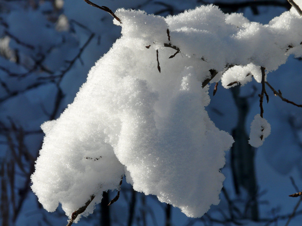 Out on a limb