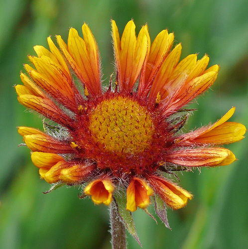 Longing for spring