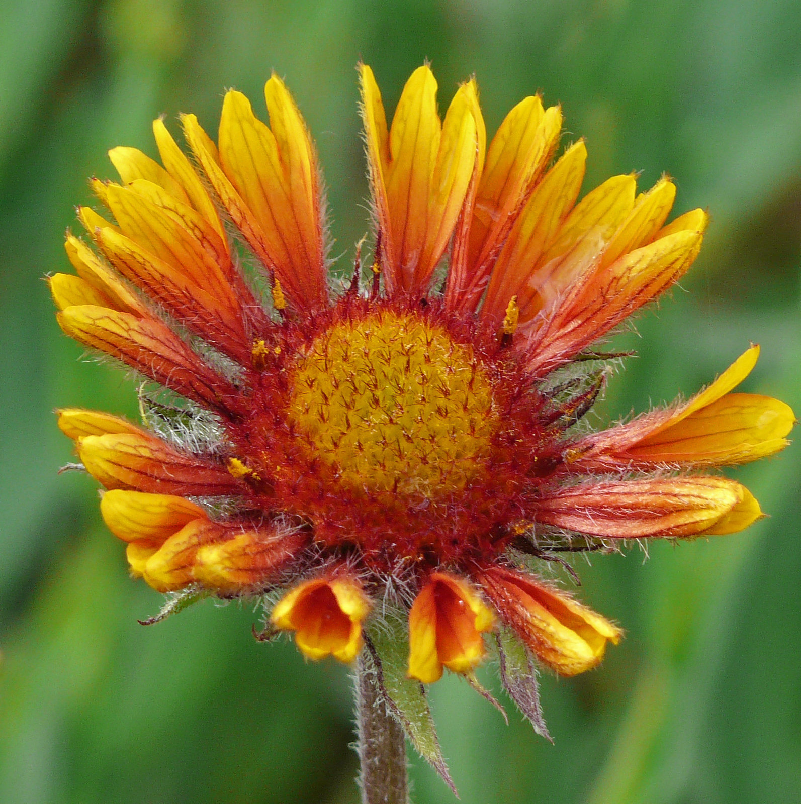 Longing for spring