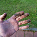 Dirty hands after the bicycle chain had to be put back on the sprocket wheel