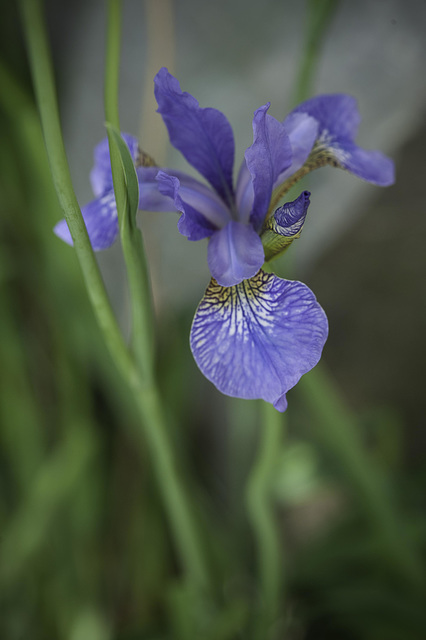 Iris