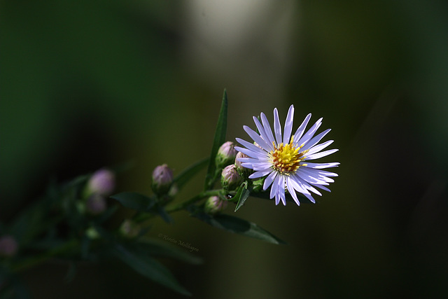 Blümchen (Leintalzoo Schwaigern)