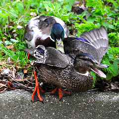 Married life of Ducks