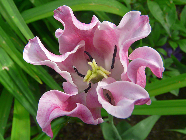 Frilled and pretty Frilled and pretty