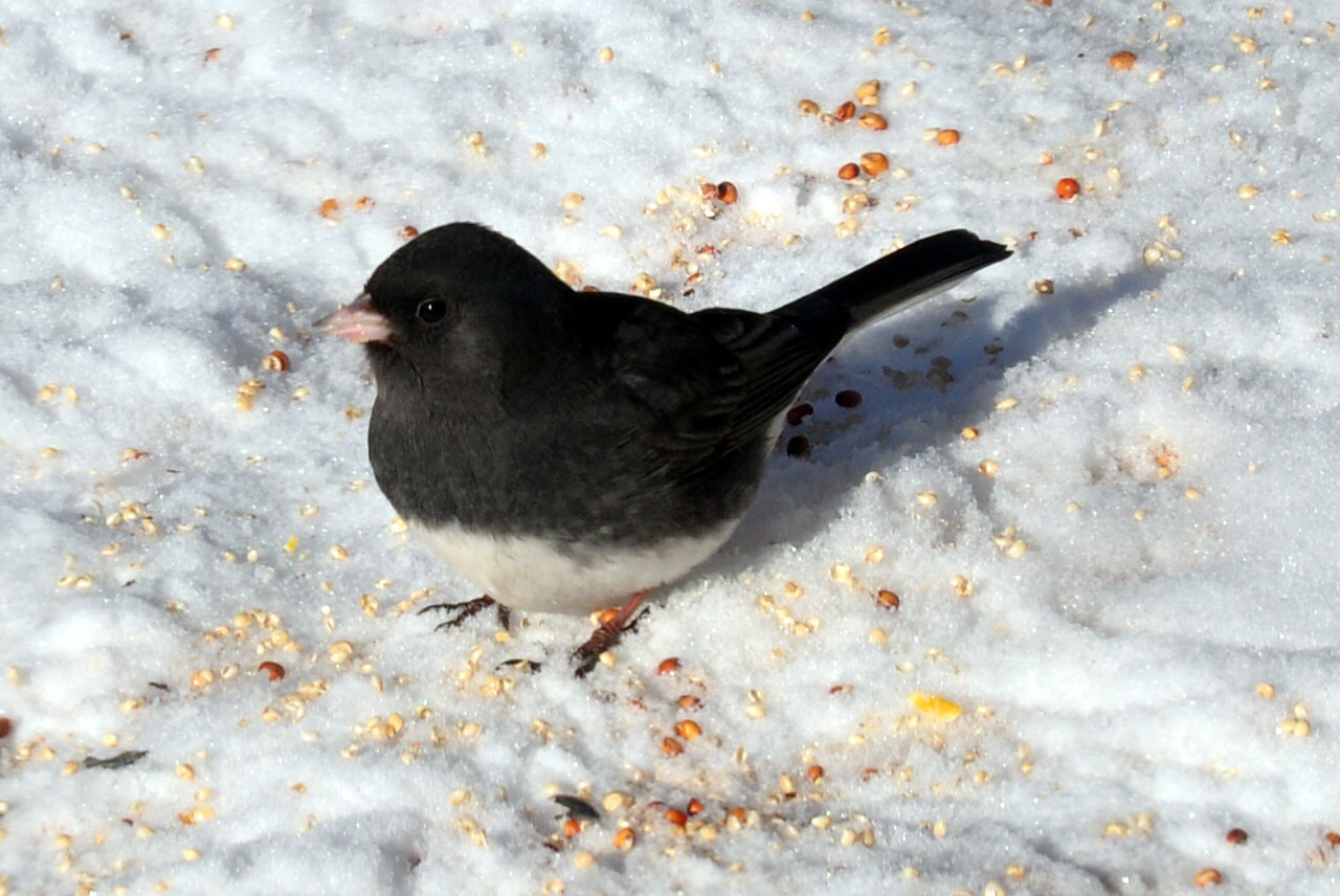 junco-Feb