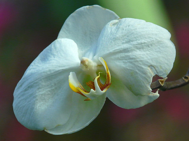 Against a blooming bokeh