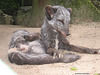 Junger Polarfuchs (Opel-Zoo)