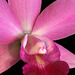 Sophrolaeliocattleya Purple Fantasy