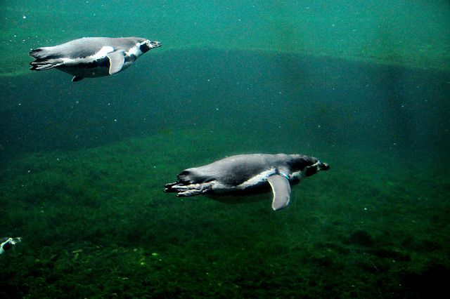 Emmen Zoo – Penguins