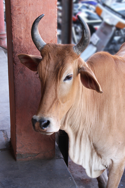 Cattle in the marketplace