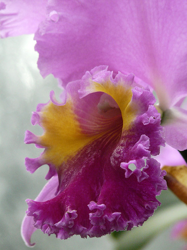 Purple frills