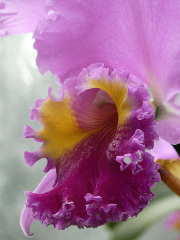 Purple frills