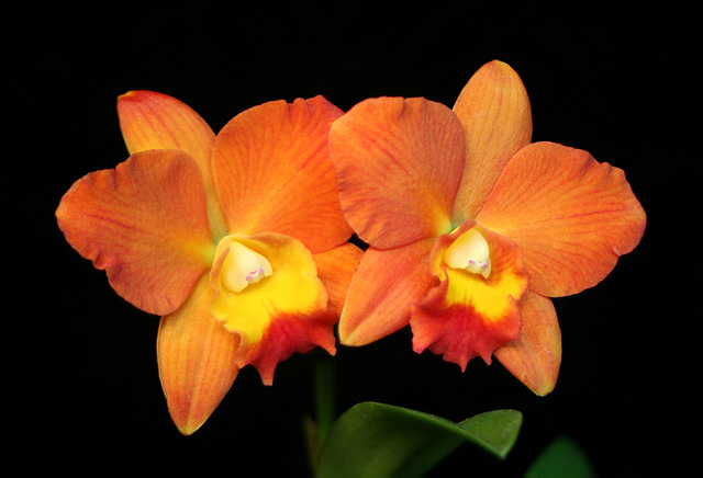 Pot. Samantha Duncan 'Orange Tart'