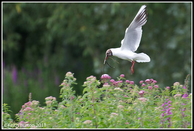 Gull, nest building.