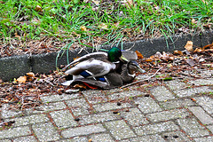 Married life of Ducks