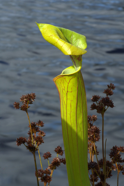 Yellow Pitcher Plant (Sarracenia flava) and Sedges Yellow Pitcher Plant (Sarracenia flava) and Sedges