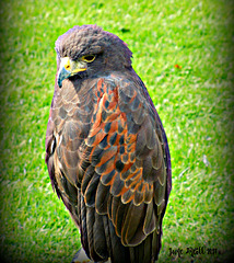 Harris Hawk