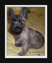 Harry the Cairn
