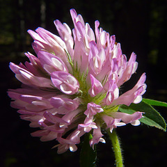 Red Clover