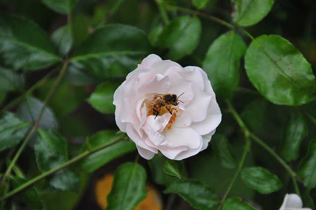 Emmen Zoo – Bee