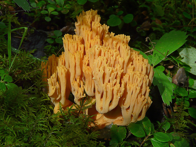 Coral fungi