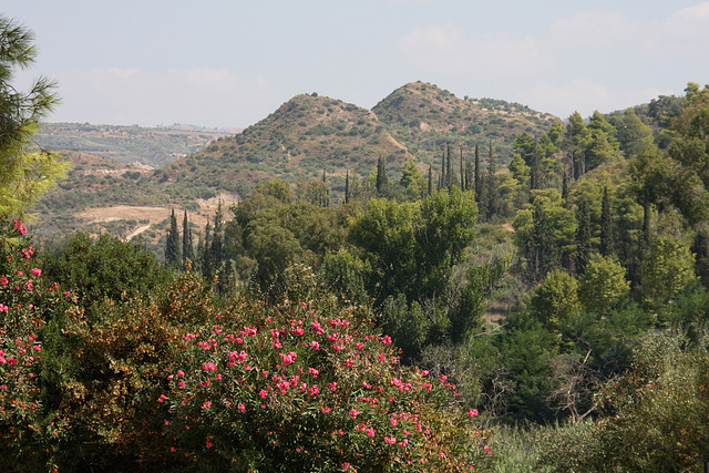 Hills and flowers