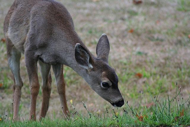 Blacktail Fawn