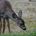 Blacktail Fawn