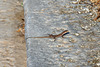 Erhard´s Wall Lizard