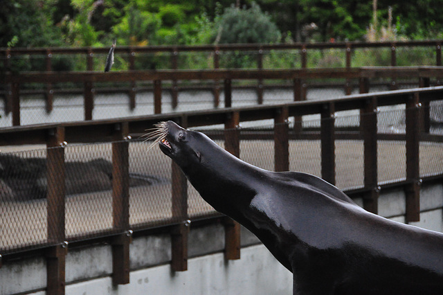 Emmen Zoo – Sea Lion catching a fish