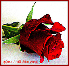 A red rose for my love