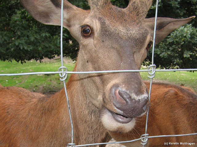 Rothirsch (Opel-Zoo)