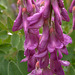 Western Sweetvetch (Hedysarum occidentale)