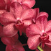Christieara Ruth Murai 'Michael'