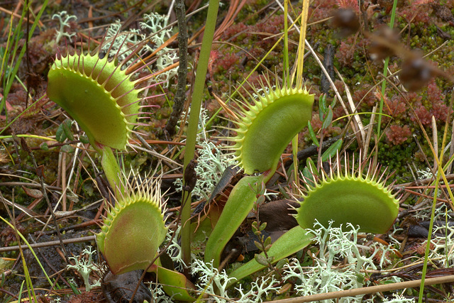 Venus' Fly Trap (Dionaea muscipula)