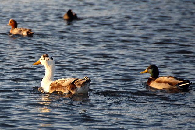 Tallaght Ducks