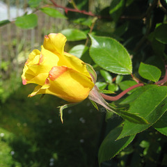 Rosenblüte [Rosa]