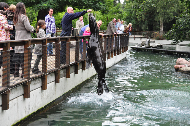 Emmen Zoo – Sea Lion