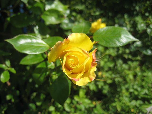 Rosenblüte [Rosa]