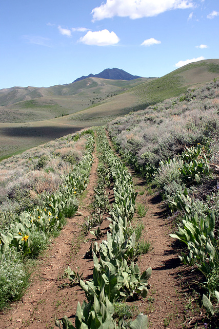 Granite Peak