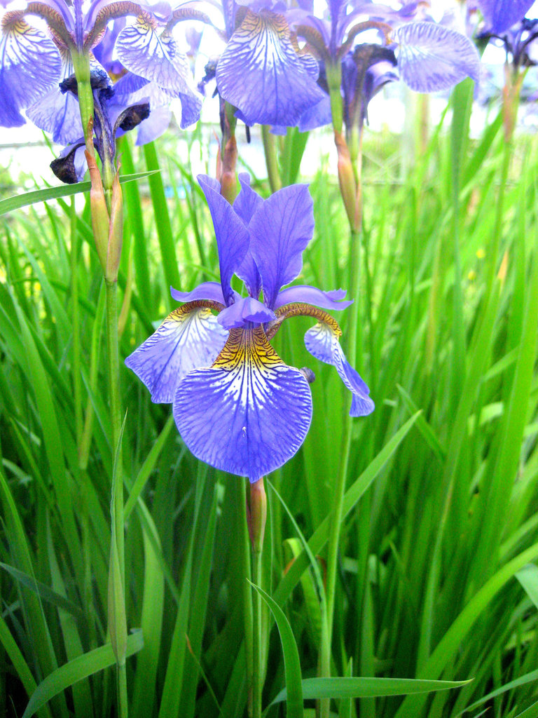 Sibirische Schwertlilie [Iris sibirica]
