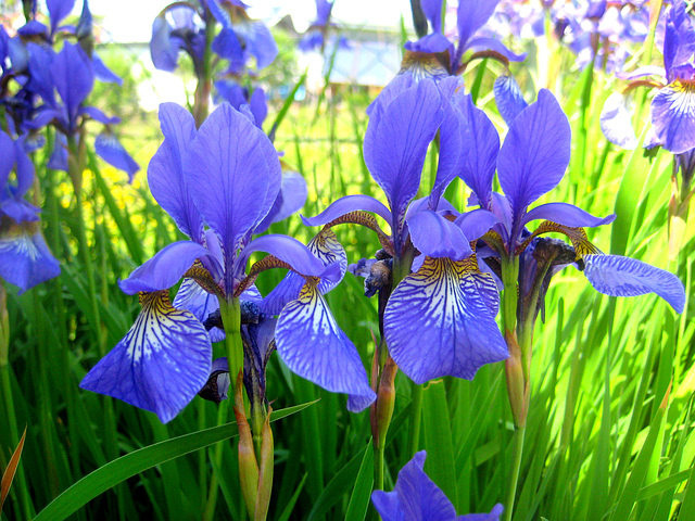 Sibirische Schwertlilie [Iris sibirica]