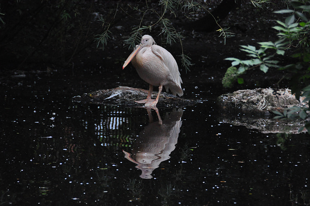 Emmen Zoo – Pelican