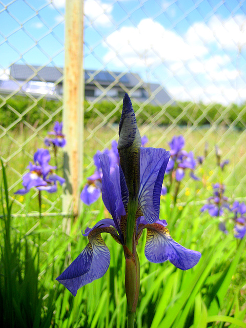 Sibirische Schwertlilie [Iris sibirica]