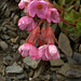 Smooth Douglasia (Douglasia laevigata)