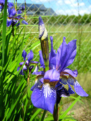 Sibirische Schwertlilie [Iris sibirica]