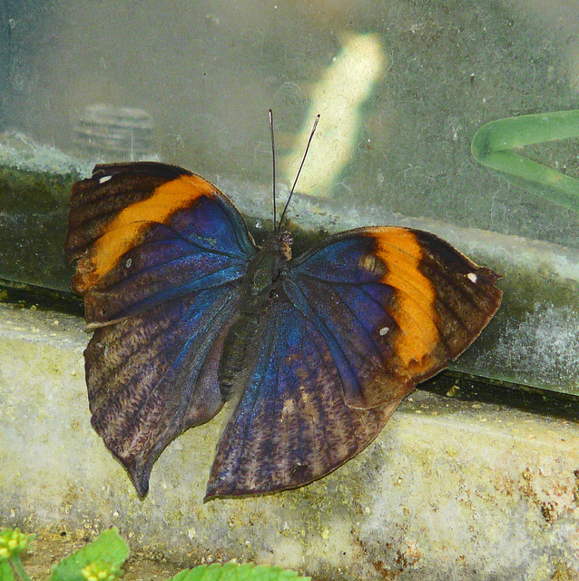 Indian Leaf butterfly