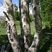 Triple-trunked aspen, Granite Mountains